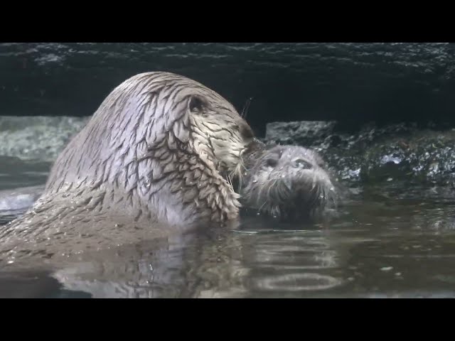 River Otter Mom Tilly Teaches Baby Otter Pup To Swim