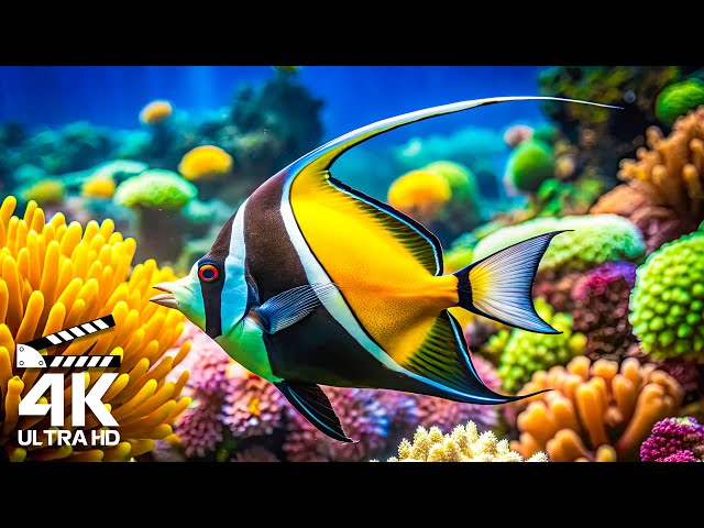 High-definition Ocean Documentary 4K - Exploring the Depths in Stunning Detail, Glowing Marine Life