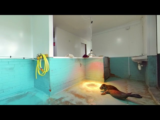 A Sanctuary for Sea Dogs - Documentary Film (180° 3D)