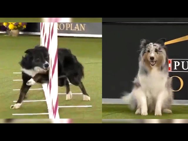 AMAZING DOGS take on Dog Agility Course 🐶 #dogs #pets #dogvideos