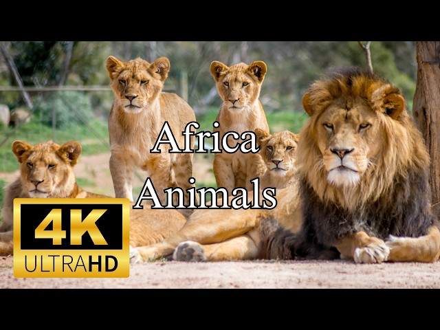 Africa Animals Wildlife | 4K Video | Relax Music | Animal Names And Sounds