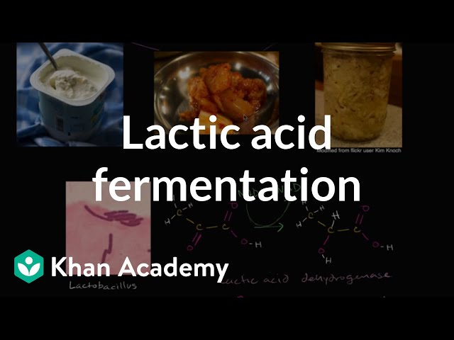 Lactic acid fermentation | Cellular respiration | Biology | Khan Academy