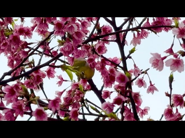 櫻花與綠繡眼 Sakura （cherry blossoms） & White-eye