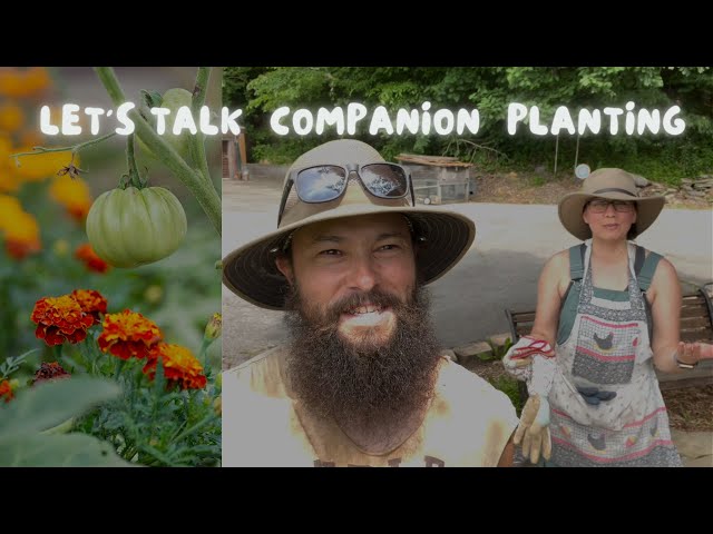 Companion Planting In The Garden | Garden Vlog | Black Spot Fungus On Roses