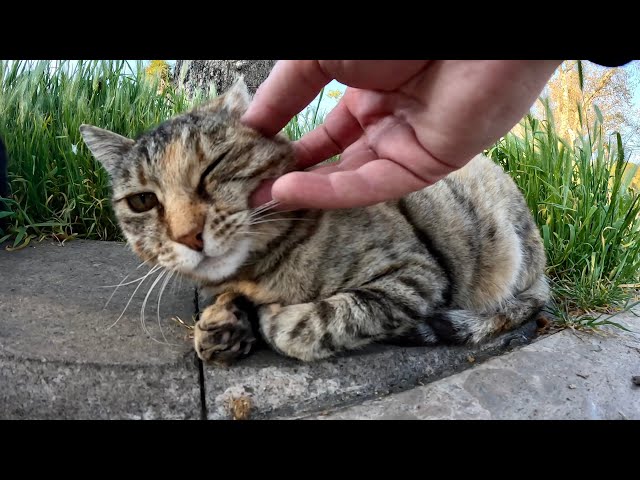 Stray Cat Both Attacks and Loves