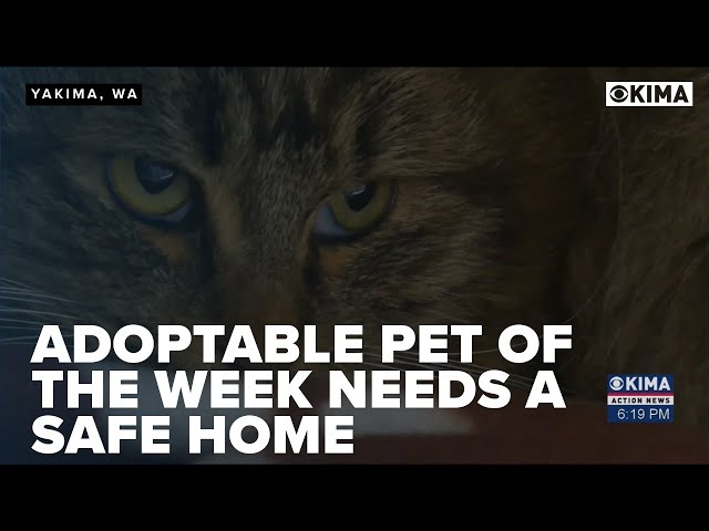 Adoptable Pet of the Week Needs a Safe Home