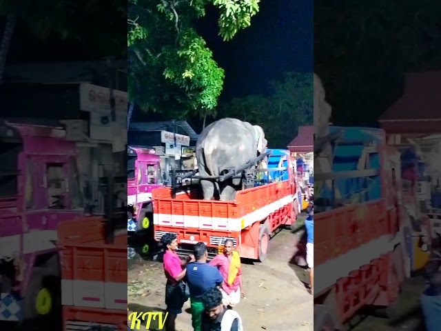 #tranding #travel #lory #elephant #festival #malayalammusic #ullsavam #tample #pryagraj  #vlog