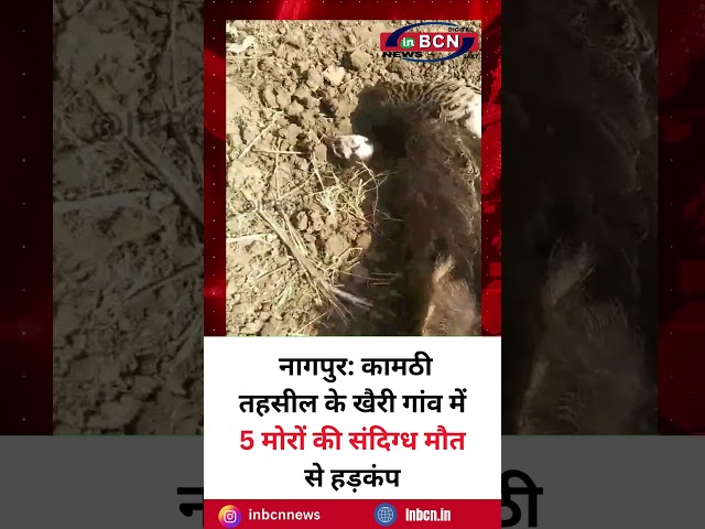 नागपुर: कामठी तहसील के खैरी गांव में 5 मोरों की संदिग्ध मौत से हड़कंप #inbcnnews #nagpurnews