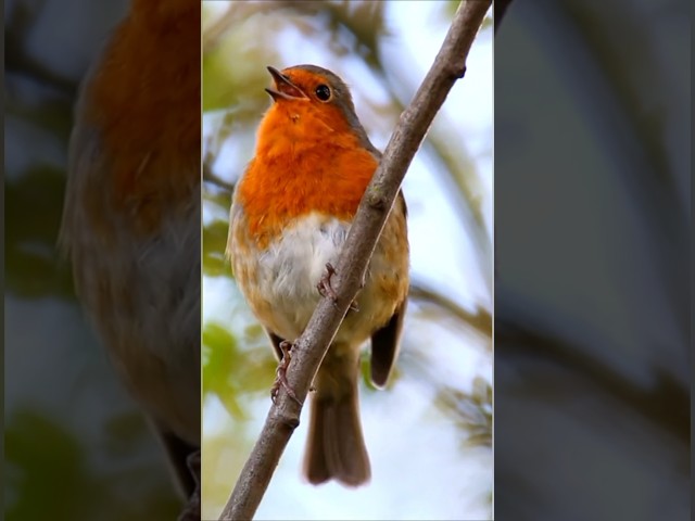 Morning Bird Chirping & Singing – Relaxing Nature Sounds for Sleep, Focus & Stress Relief