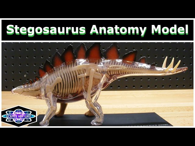 Learning About Dinosaurs! | STEAM Product Review | 4D Vision Stegosaurus Anatomy Model