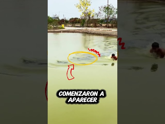 Este nadador es lo más sorprendente que verás hoy