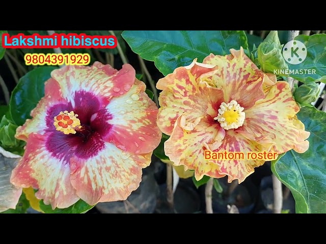 Tropical hibiscus available... 🌺