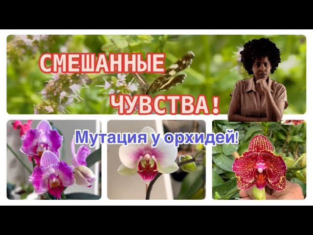 ПЕРВОЕ разочарование и очарование в МУТАЦИИ #орхидеи 🥹 НОВАЯ #орхидея #butterfly  в моей коллекции 🥰