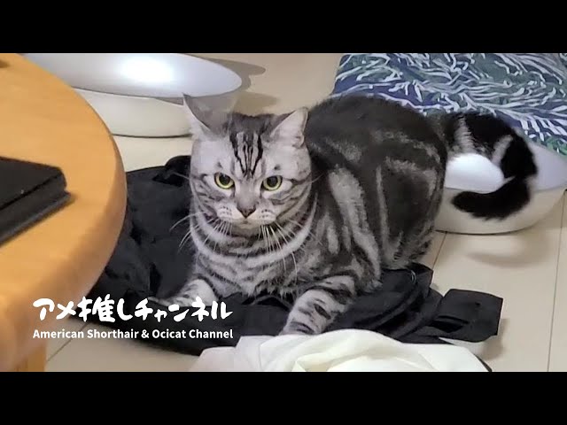 アメリカンショートヘア・ゴマちゃんの1秒動画