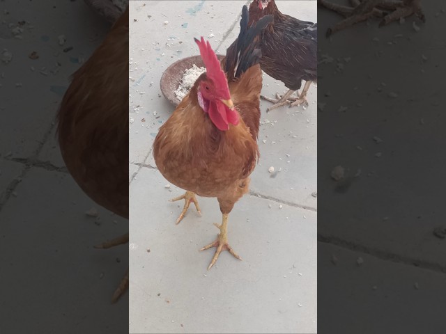 Adorable Rooster | Amazing Rooster | shorts🐓💕