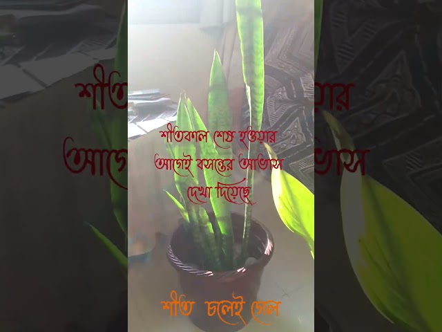 Indoor plants #indoorplants #reels #tranding #viralshorts #viralshorts