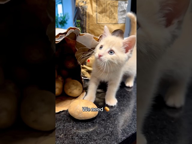 Make French Fries 🍟 with Chef Milkshake 👨‍🍳