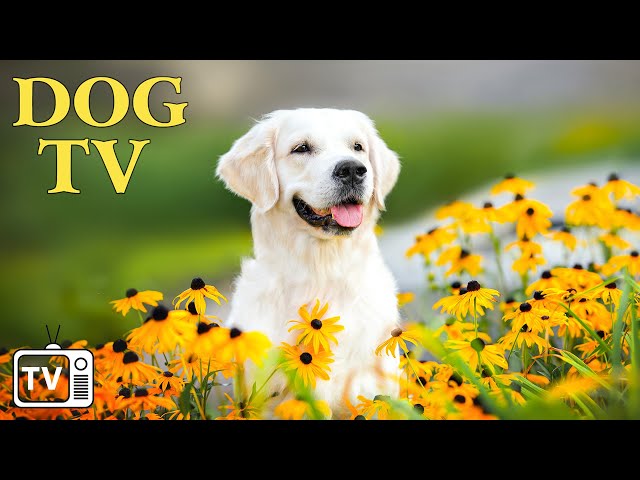 DOG TV: Relax your Dog with Ultimate Anti-Anxiety Video for Dog - Music to Calm Anxiety for Dog! NEW