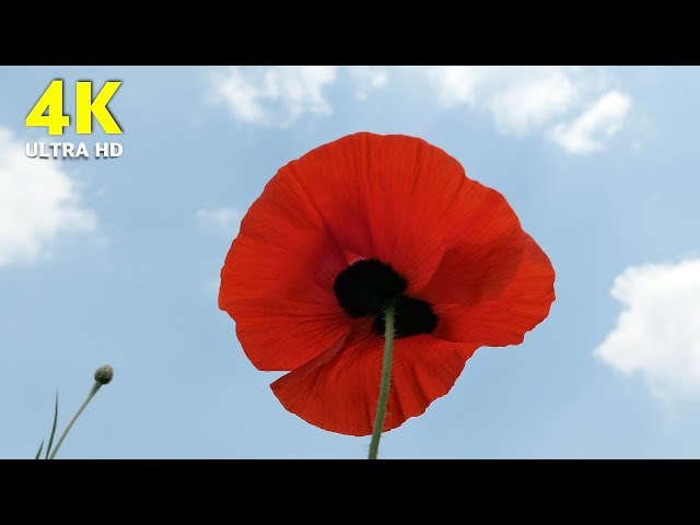 Poppy Flowers in  South Korea, 4K Drone Footage