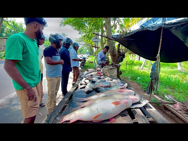 Stunning! Sri Lanka's Village Most Crowded Daily Fish Market Revealed