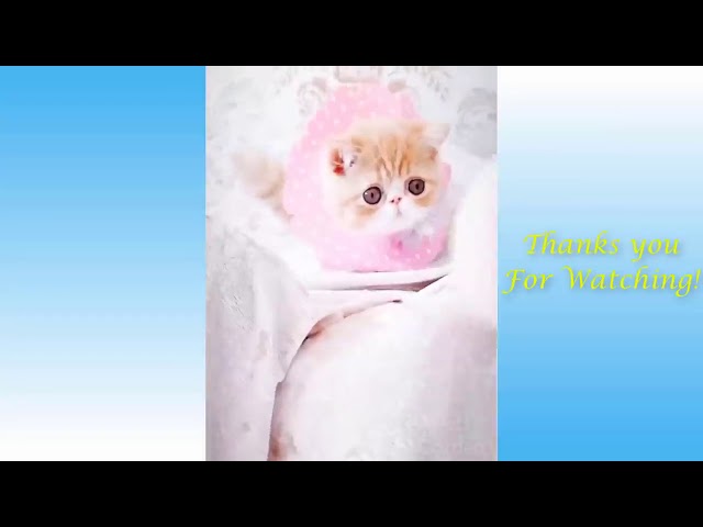 Cute Pets And Funny Animals Compilation #16   Pets Garden 720p