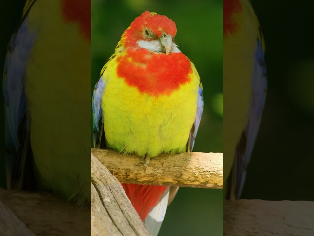 Colourful Parrots, Relaxation for Stress Relief in 4K