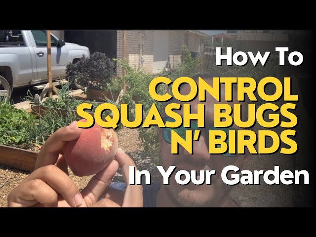 How To Control Squash Bugs and Birds In Your Garden | Food Forest 2024