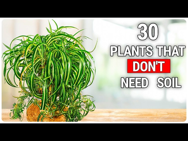 Grow These 30 House Plants WITHOUT Soil