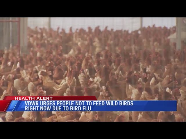 VDWR urges people not to feed wild birds right now due to bird flu