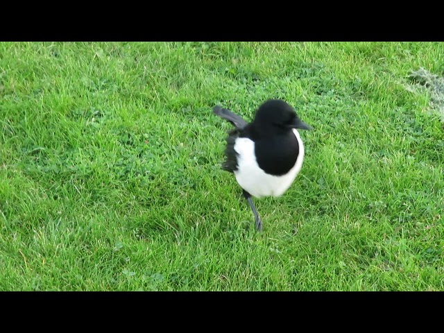 Injured Magpie No.1