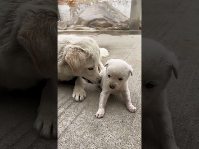 The mother dog feeds the puppy with milk. Motherly love is so great!