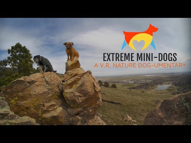 Extreme Mini-Dogs: A VR Nature Dog-Umentary (VR180)