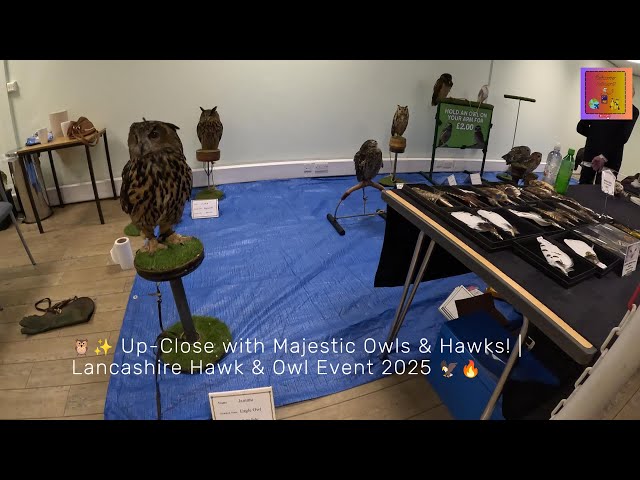 🦉✨ Up-Close with Amazing Owls & Hawks! | Lancashire Hawk & Owl Event 2025 🦅🔥