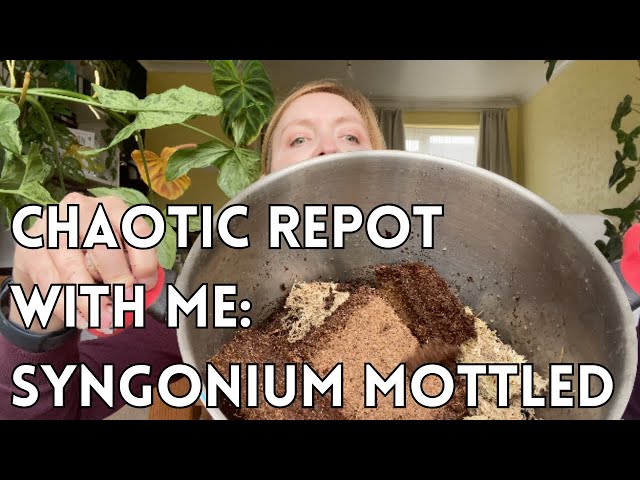 Chaotic repotting of a Syngonium Mottled