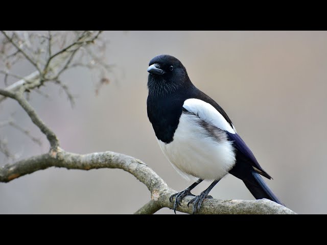 Most Intelligent Animals || Magpie || #birds | #magpies