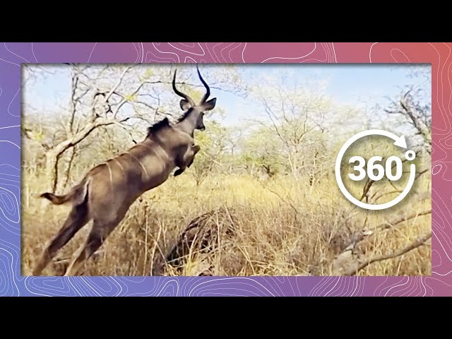 Kudu (Antelope) in 360 4K Running and Jumping (Wildlife and Nature 2018)