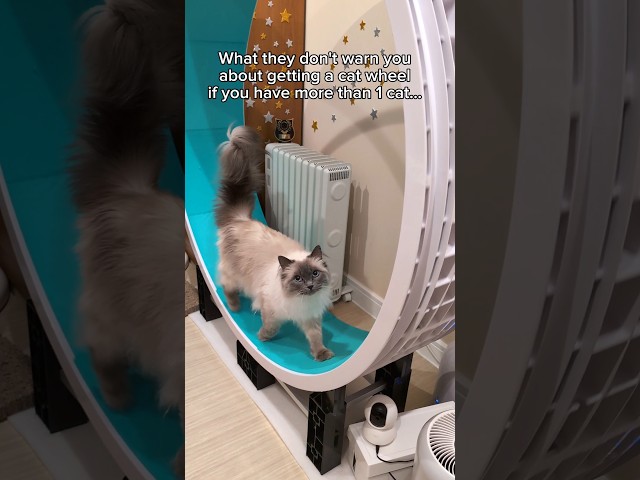 Evie noooo 😭 Thankfully no floofs were hurt 🙏 #cats #catwheel #funnycats