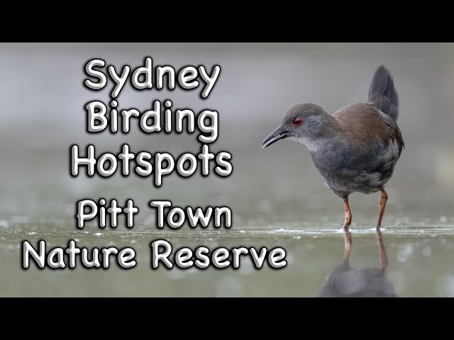 Sydney Birding Hotspots - #25 Pitt Town Nature Reserve