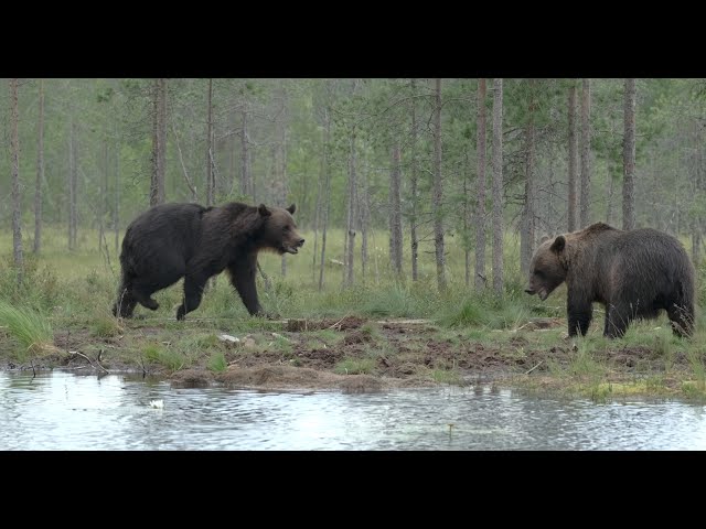 Two huge bears are looking for food by the pond. Ravens and crows scream around in Kuhmo. 4K HDR