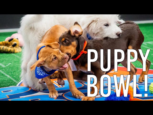 The BEST Super Bowl pre-bowl show? Puppy Bowl 2025 with Rufferee Dan Schachner