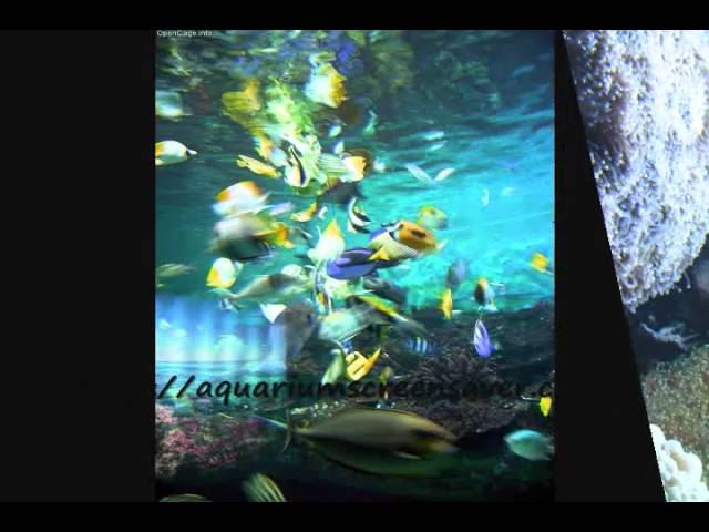 Aquarium screensavers 1 great site for free downloads