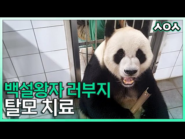 (SUB) Zoo Vet Vlog Treating Panda Hair Loss🩺│Everland Vet Vlog