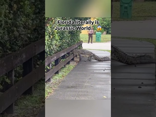 Just another day in Florida! Alligator roaming a backstreet neighborhood!