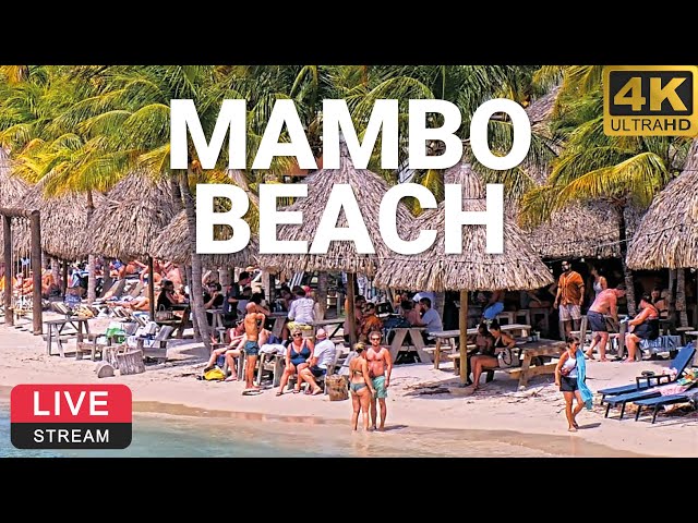 LionsDive Beach Resort | Mambo Beach | Curaçao 🌴💦 PTZ 4K LIVE CAM