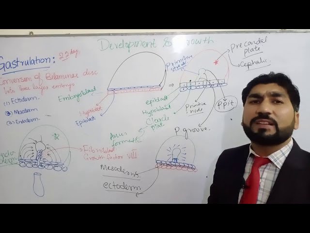 concept of gastrulation