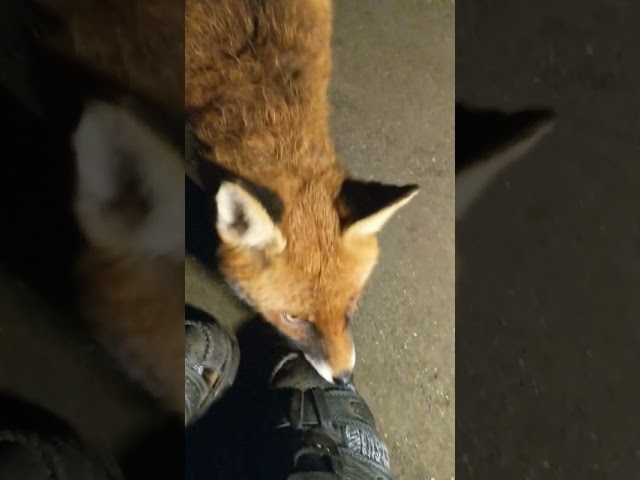 Fox Bites Me