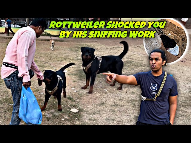 Rottweiler Shocked Me Find His Hidden Tug Toy | SNIFFING WORK FOR DOG | Dog Mind Exercise | Day-272