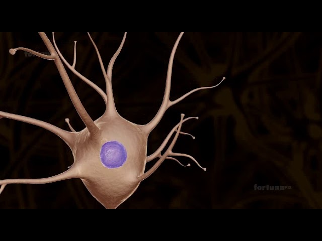 Structure of neurons |class 11 neet neural control and coordination| 3D animation #neet2023