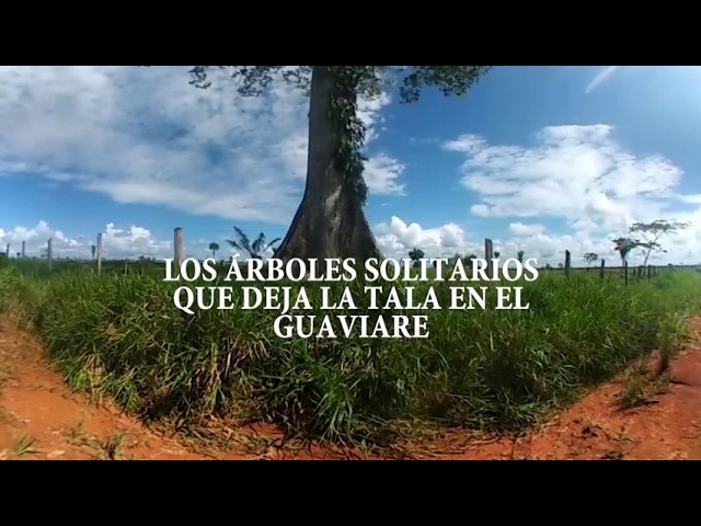 Los árboles solitarios que deja la tala en el Guaviare | EL TIEMPO 360