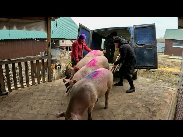 Привезли свиней з ПАСПОРТАМИ😳  Ну дуже сурйозні люди дають Жару...